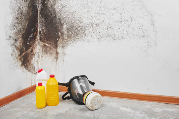 Best DIY Mold Remediation Support Services in Meadow Les, AK