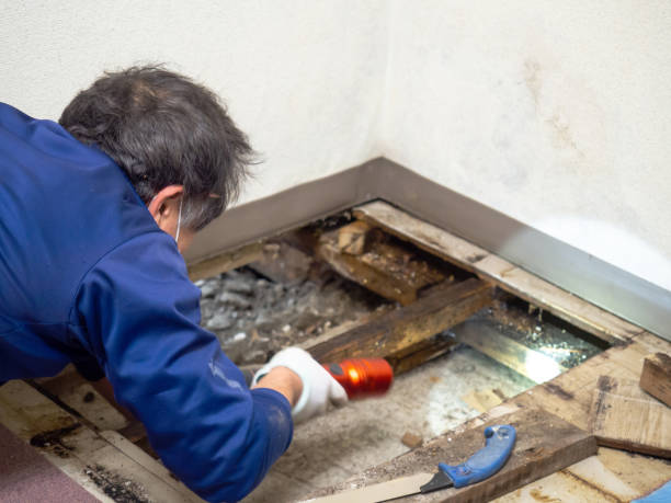 Best Commercial Mold Remediation in Meadow Les, AK