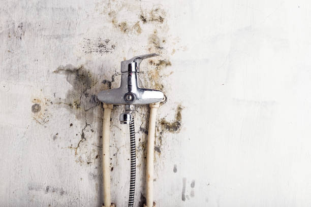 Best Mold Remediation for Schools in Meadow Les, AK