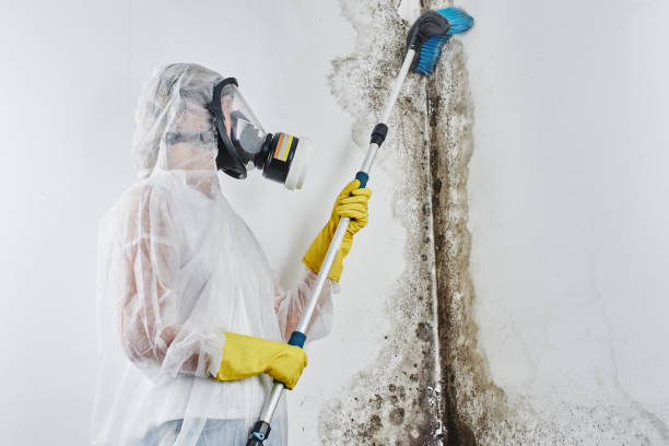 Best Post-Remediation Services in Meadow Les, AK