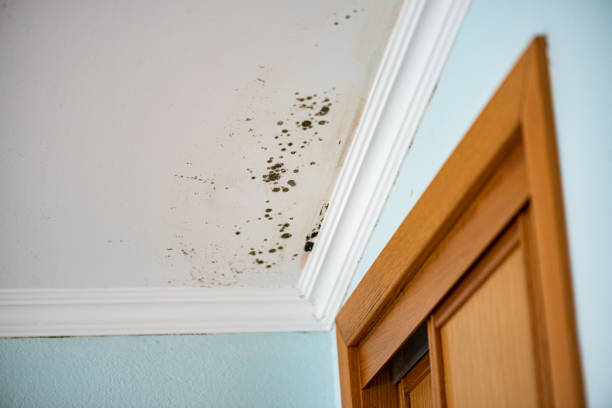 Best Basement Mold Remediation in Meadow Les, AK