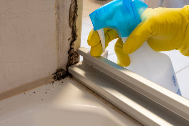 Best Preventive Mold Services in Meadow Les, AK