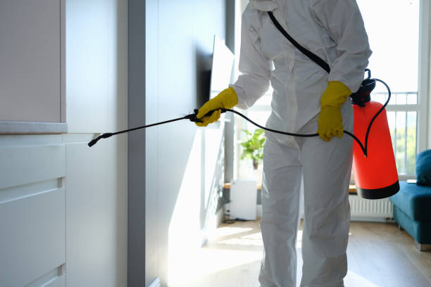 Best Industrial Mold Remediation in Meadow Les, AK