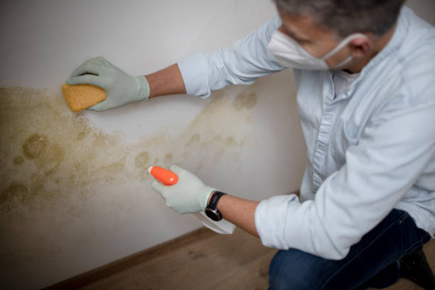 Best Insurance-Related Mold Remediation in Meadow Les, AK