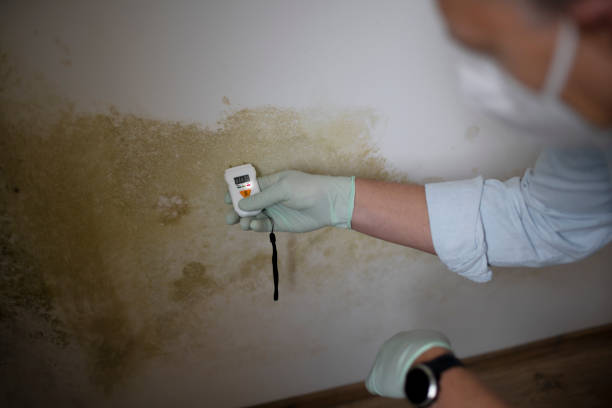 Best Mold Testing and Inspection Services in Meadow Les, AK