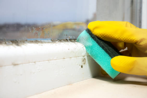 Best HVAC Mold Remediation in Meadow Les, AK