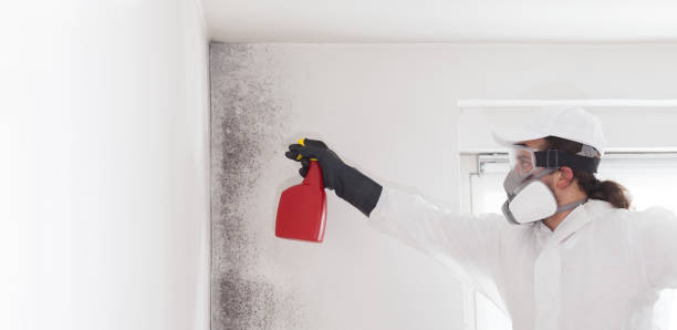 Best Emergency Mold Remediation in Meadow Les, AK