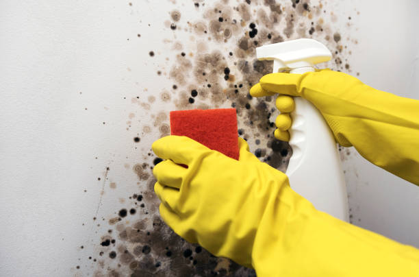 Best Post-Remediation Services in Meadow Les, AK