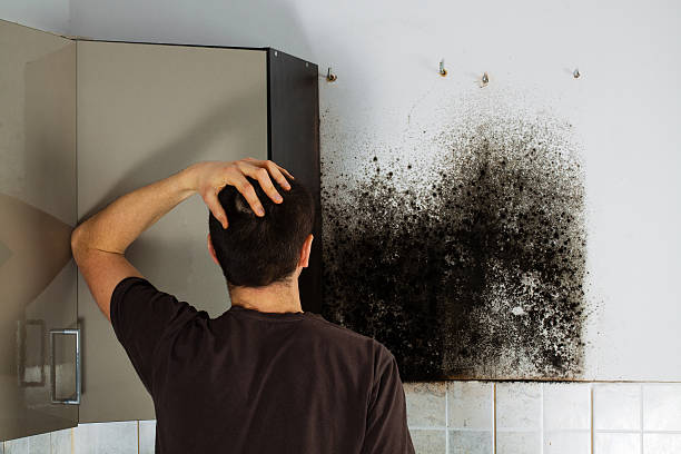 Best DIY Mold Remediation Support Services in Meadow Les, AK