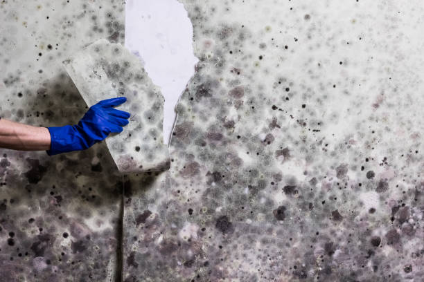 Best Attic Mold Remediation in Meadow Les, AK