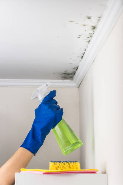 Best Post-Flood Mold Remediation in Meadow Les, AK